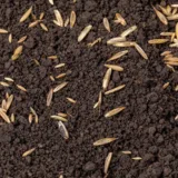 Turfworld_Grass-Seed_Top-Soil